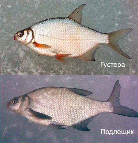 Область обитания густера и плотвы