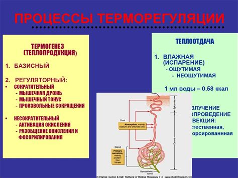 Обмен веществ и физиология