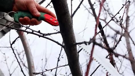 Обрезка дерева