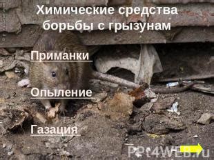 Объявите боевую войну грызунам: средства и методы борьбы