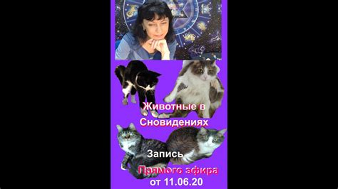 Объяснение символики спасения животных в сновидениях