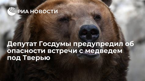 Опасности встречи с медведем в городе