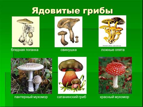 Опасности и чудеса живого леса