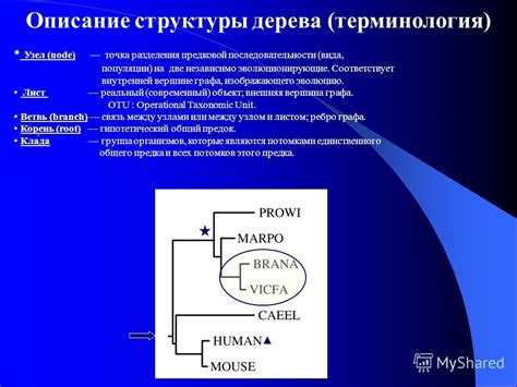 Описание структуры Петерсен графа