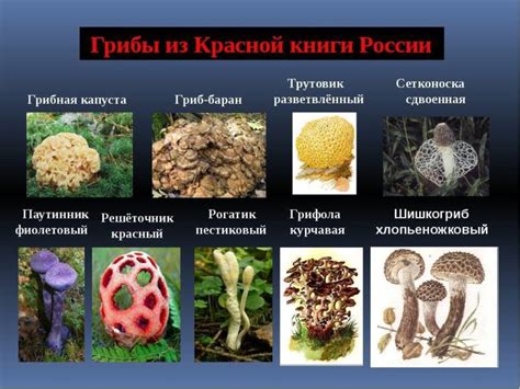 Определение видов грибов