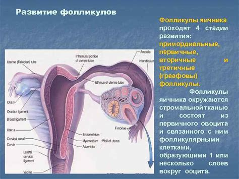 Опыт успешных женских кадров в силовых органах