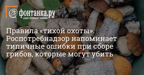 Основные ошибки при сборе грибов
