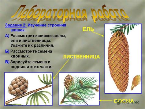 Основные различия между культурной яблоней и полукультуркой