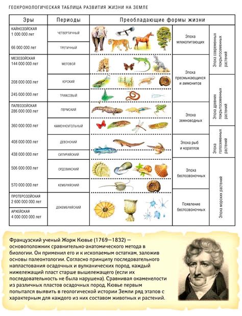 Основные этапы формирования гнезда