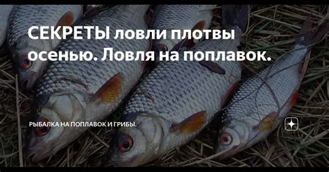 Особенности поведения густера и плотвы