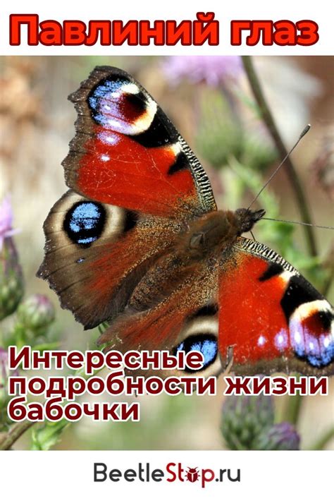 Особенности поведения разноцветной бабочки