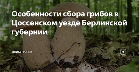 Особенности сбора грибов