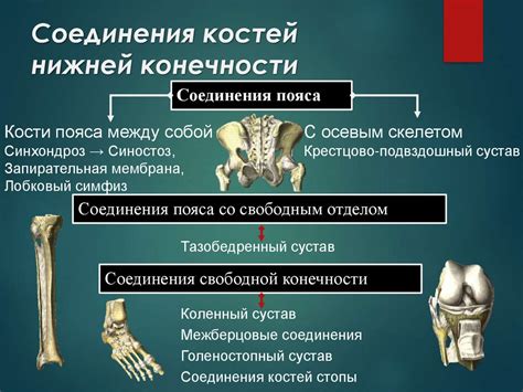 Особенности соединения стопы и голени