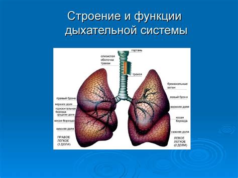 Особенности строения дыхательной системы
