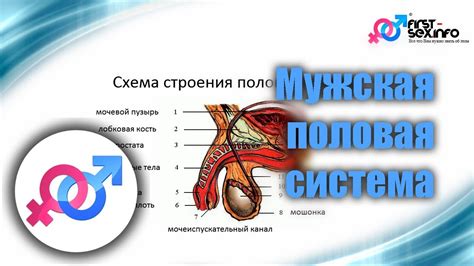 Особенности строения мужских половых органов