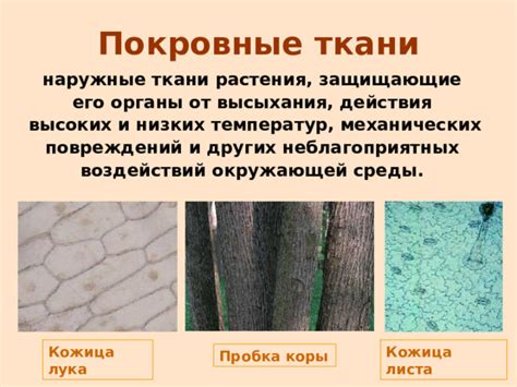 Особенности укрытия растения от низких температур