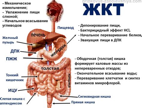 Патологии ЖКТ и другие заболевания