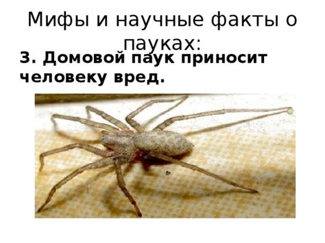 Паук: факты и мифы