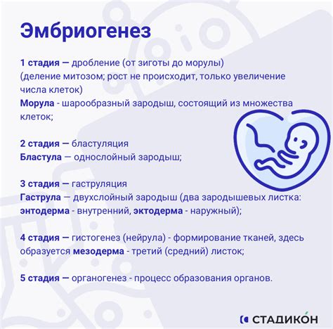 Первая стадия 1а 2 кл группа