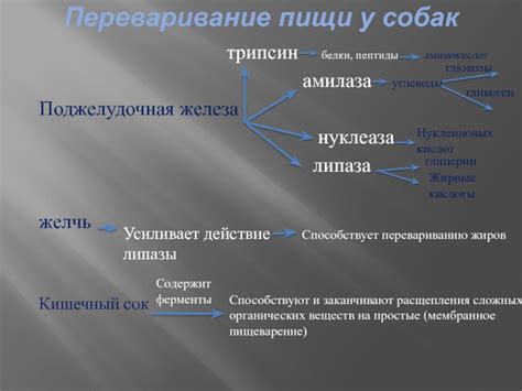 Переваривание пищи у собак