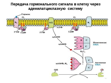 Передача сигнала в систему