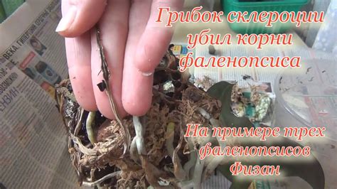 Переувлажнение корней и гниль