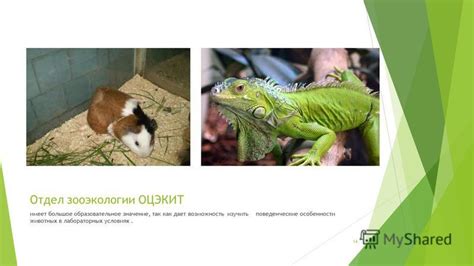 Поведенческие особенности животных