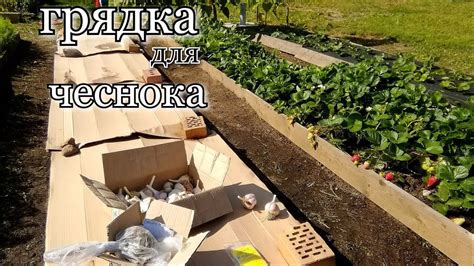 Подготовка грядки для чеснока
