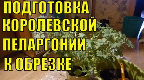 Подготовка к обрезке герани