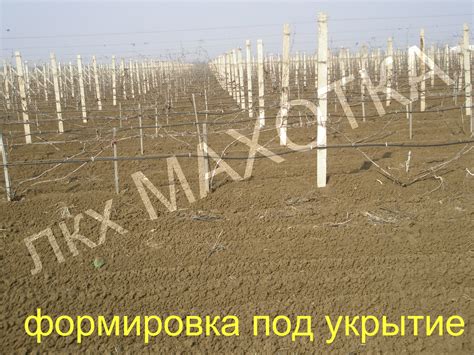 Подготовка почвы под укрытие