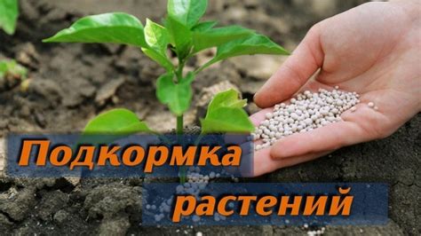 Подкормка растения органическими удобрениями