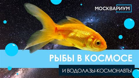 Поиск рыбы в космосе