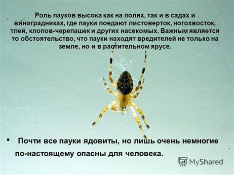 Полезная или вредная роль пауков