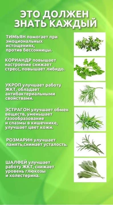 Полезные элементы внутренней зелени