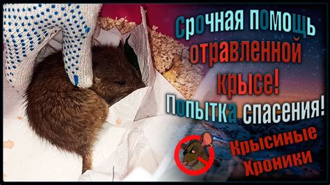 Помощь умирающей крысе: основные советы