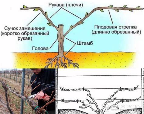 Популярные методы прикопки винограда осенью