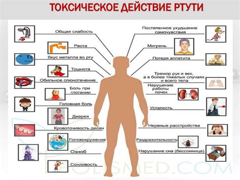 Последствия воздействия ртути на организм человека