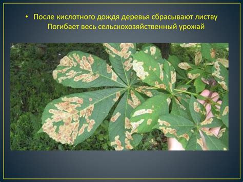Последствия для растений