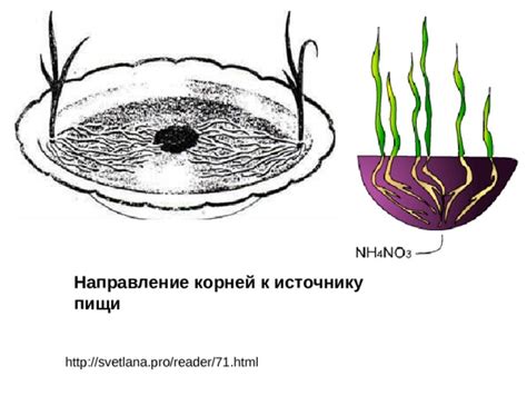 Постоянная близость к источнику пищи