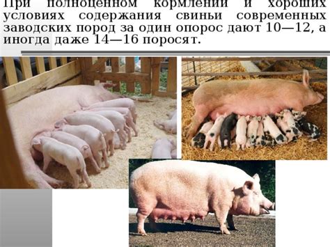 Потенциальные опасности при кормлении поросят картошкой