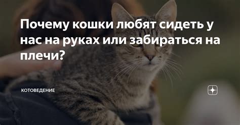 Почему кошки любят сидеть на руках: основные причины