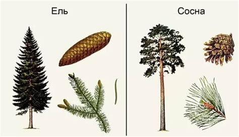 Почему сосна и ель не теряют хвою