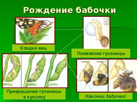 Появление гусеницы