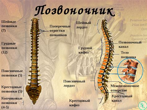 Поясничный отдел позвоночника: структура и функции