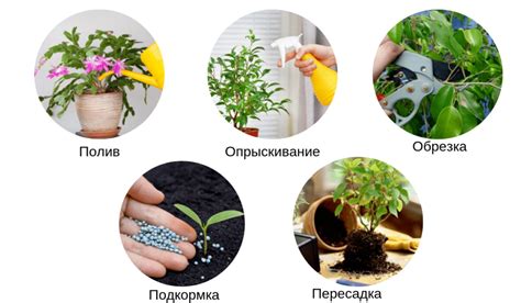 Правила ухода за цветами