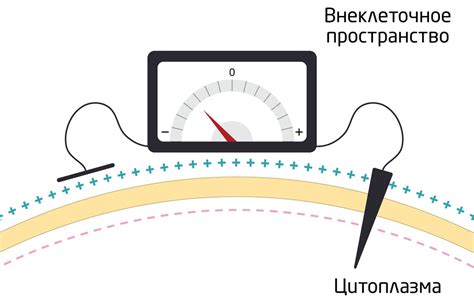 Практическое применение биоэлектричества в медицине и технике
