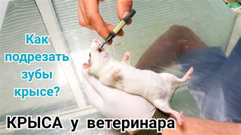 Предоставьте умирающей крысе уход и внимание