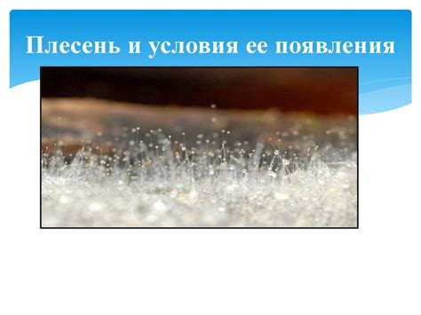 Предупреждение возникновения плесени
