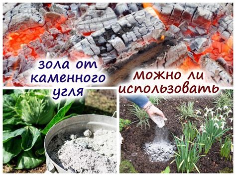 Преимущества золы для роз