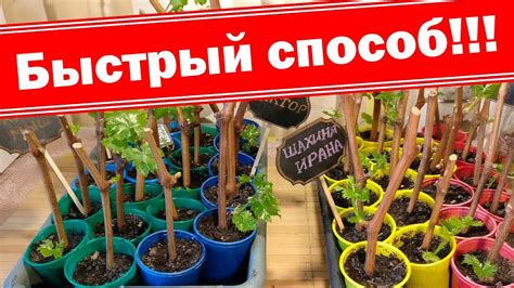 Преимущества использования прикопки для размножения винограда